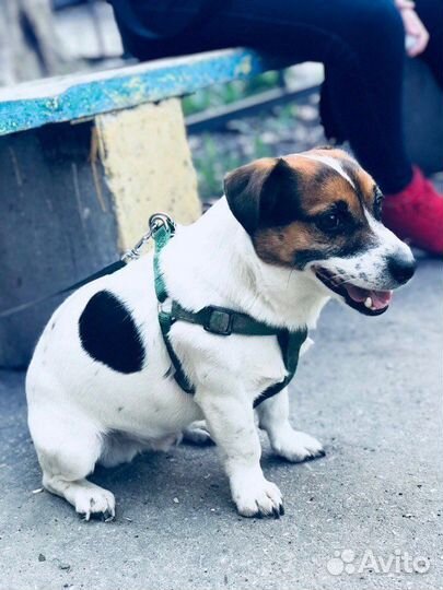 Вязка джек рассел терьер кобель