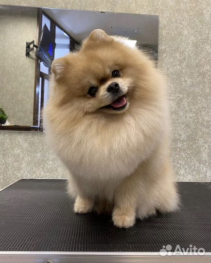 Вязка немецкого шпица