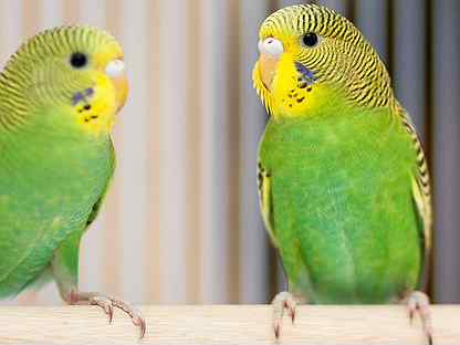 Волнистый попугай зелёные птенцы