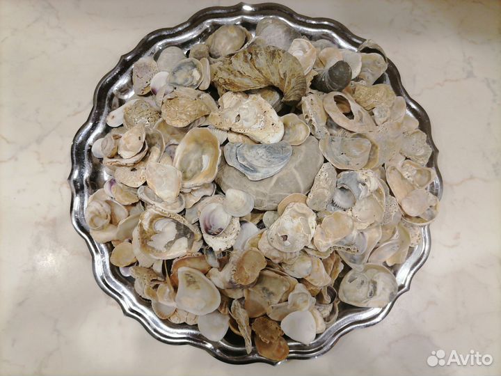 Ракушки морские