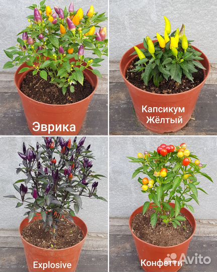 Рассада острого перца. 25 сортов