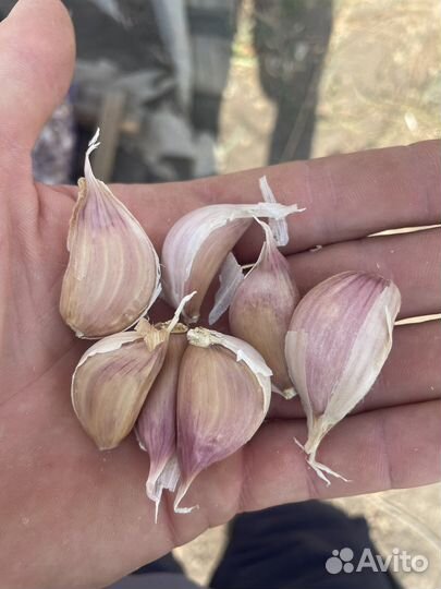 Зубок чеснока