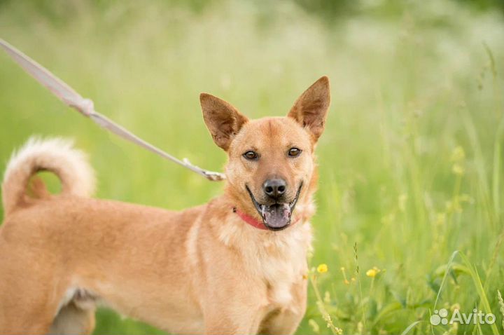 Собака из приюта