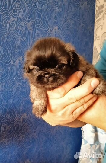 Щенки пекинеса