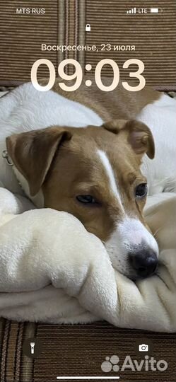 Персен-Рассел Терьер (джек-рассл)