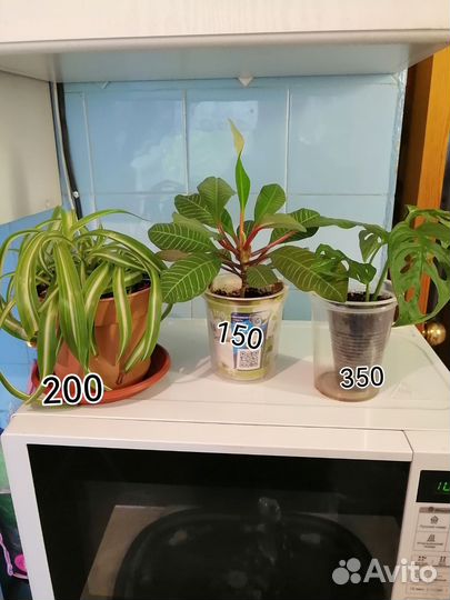 Комнатные цветы