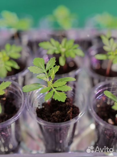 Рассада бархатцев
