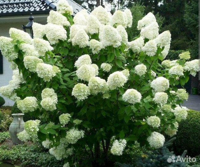 Гортензия саженцы метельчатая и крупнолистовая