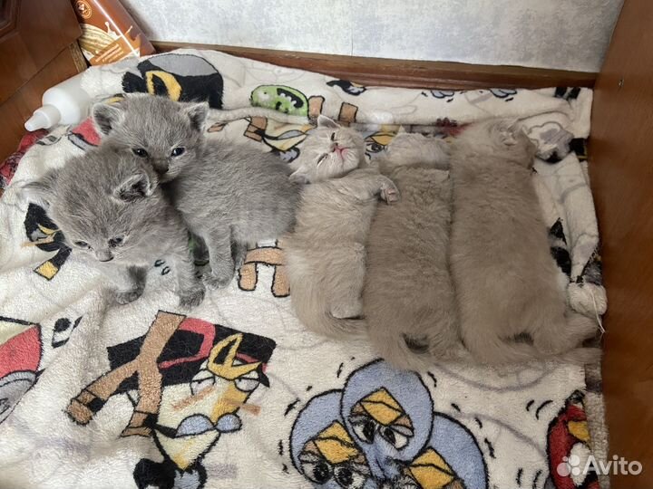 Котята бронь