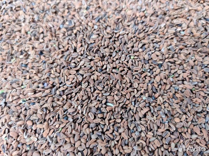 Семена фацелии