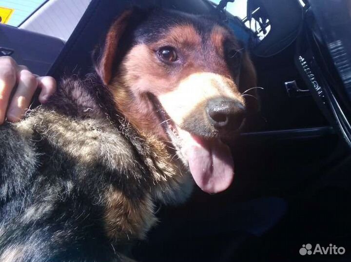 Собака Таксуля