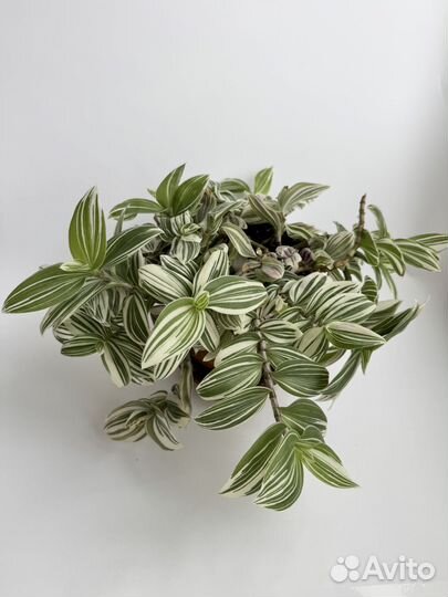 Традесканция приречная Quicksilver