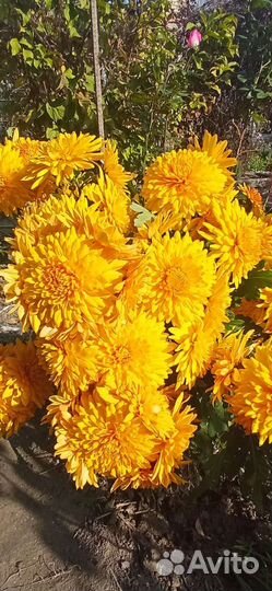 Дубки(хризантемы)