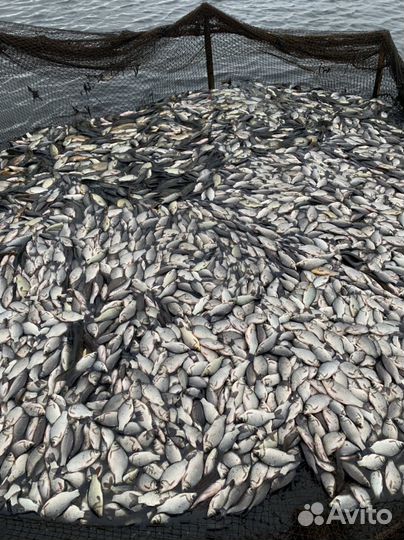 Карась живой