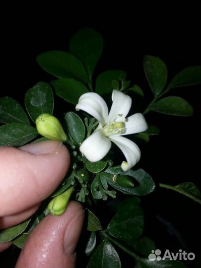 Лимонные деревья и другие цитрусы