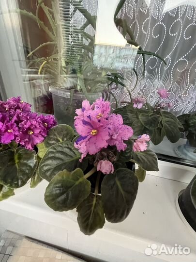 Комнатные растения Фиалки