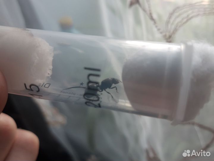 Messor structor степные муравьи жнецы