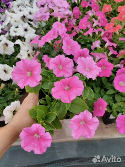 Петуния из профессиональных семян