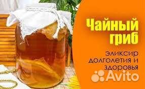 Чайный гриб комбуча