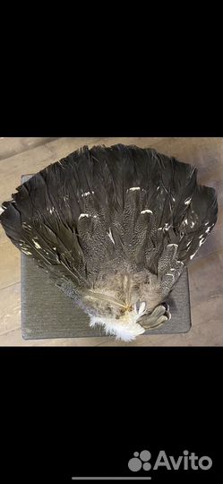 Хвост птицы