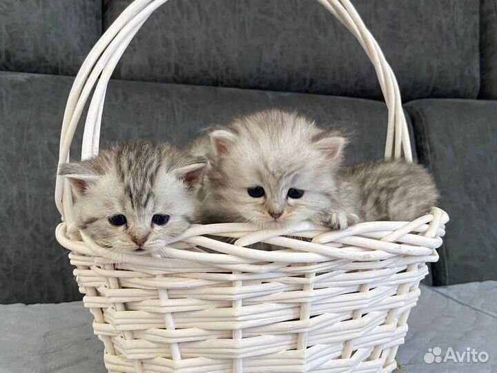 Британские котята