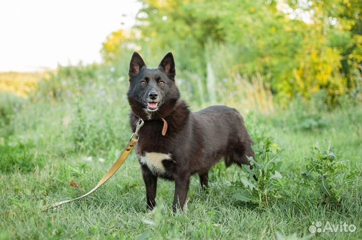 Собаки из приюта в добрые руки