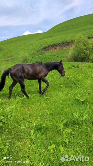 Элитный Жеребчик