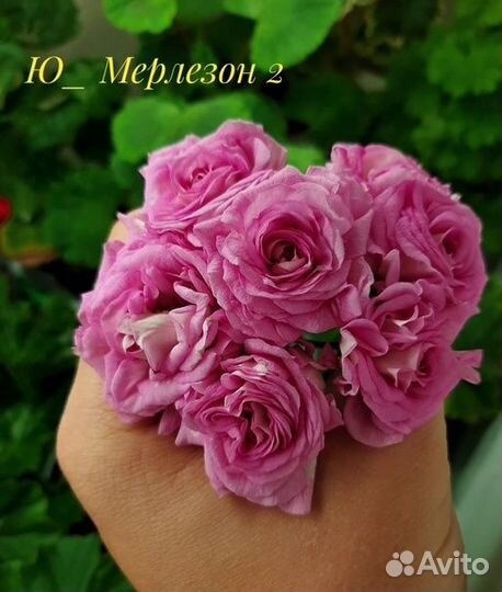 Розебудная Пеларгония герань сортовая