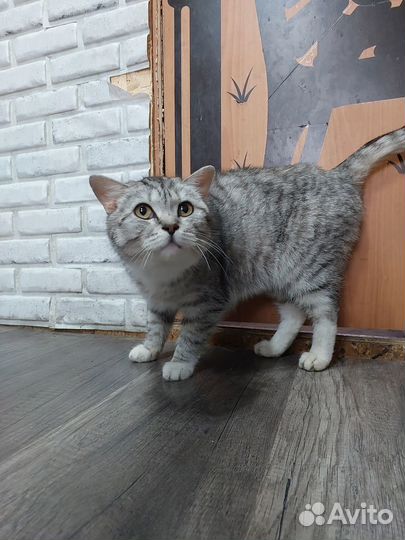 Коты отдам в добрые руки