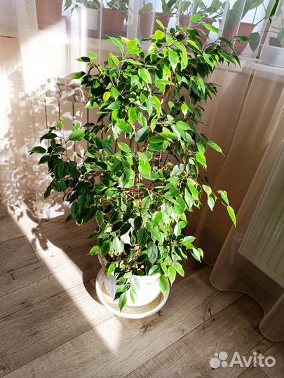 Фикус бенджамина пестролистный