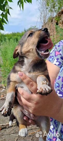 Щенки мальчики и девочки в добрые руки