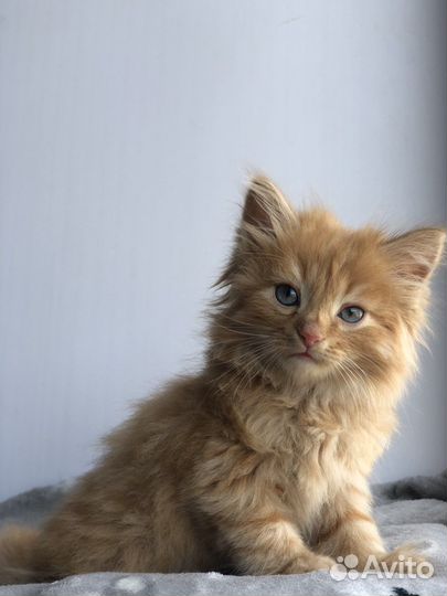 Отдам котенка в добрые руки