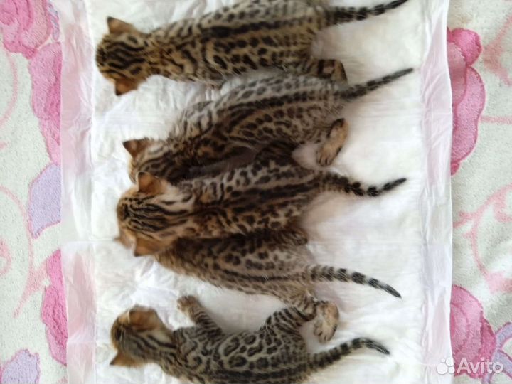 Бенгальские котята