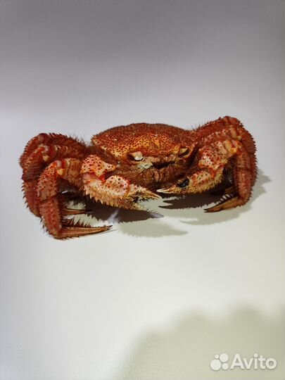 Краб волосатик