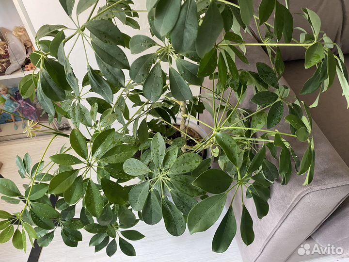 Шефлера 170 см