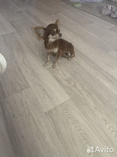 Чихуахуа Дана