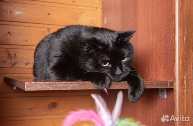 Шикарный черный кот, 3 года объявление продам