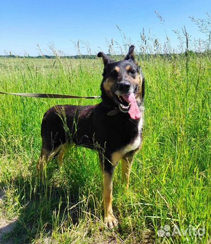 Трогательная Мотя в добрые руки