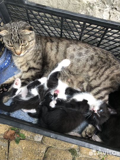 Котята в добрые руки