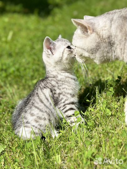 Котята от британской кошки разноцвет