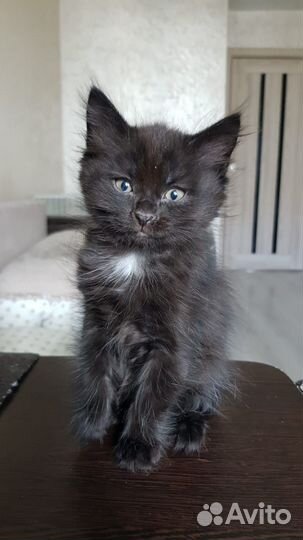 Котята ищут дом