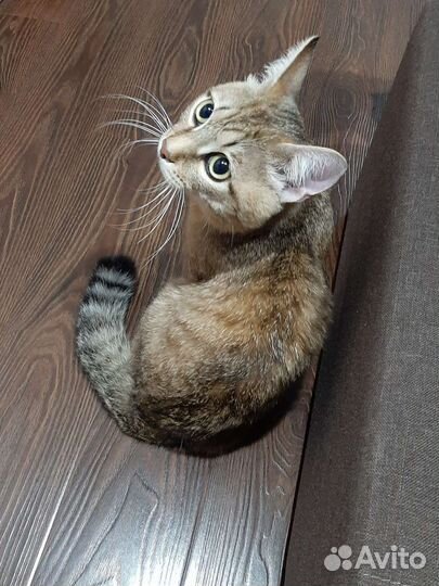 Кот