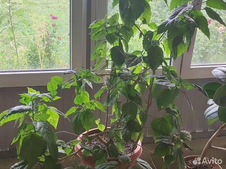 Комнатные растения цветы большие