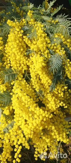 Букет цветы