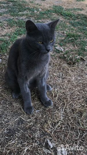 Стерелизованная Маркиза