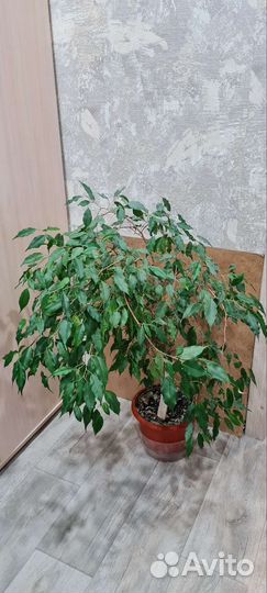 Комнатные цветы