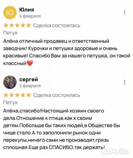 Петух леггорн