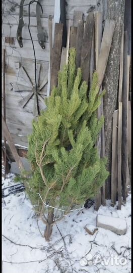 Ель живая новогодняя (С доставкой)