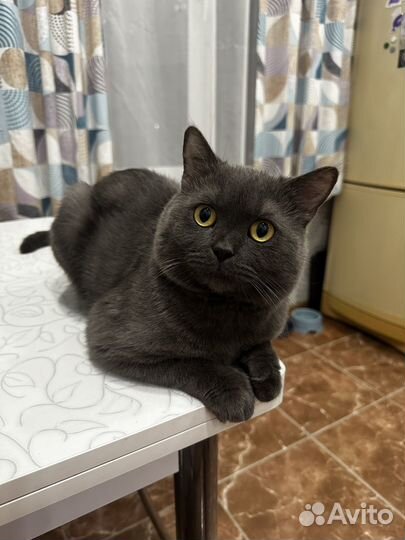 Вязка с шотландским котом