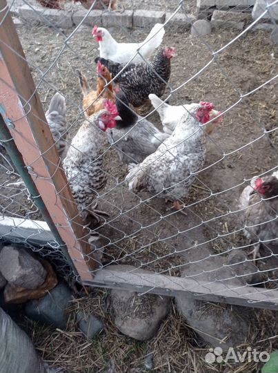Продам молодых петухов